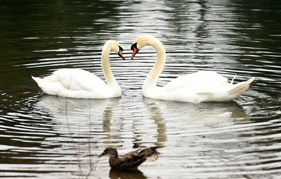 Otis and Ophelia Swans in Victoria Park